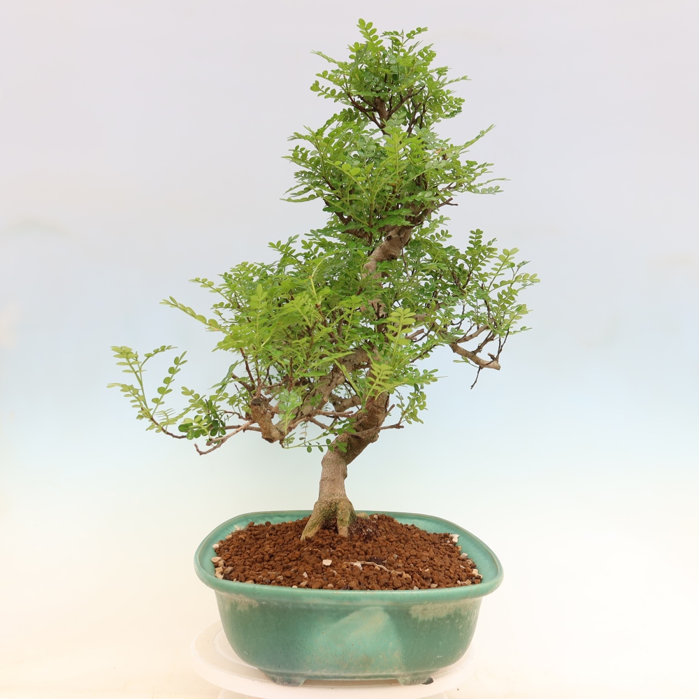 Camera bonsai - Zantoxylum piperitum - albero del pepe