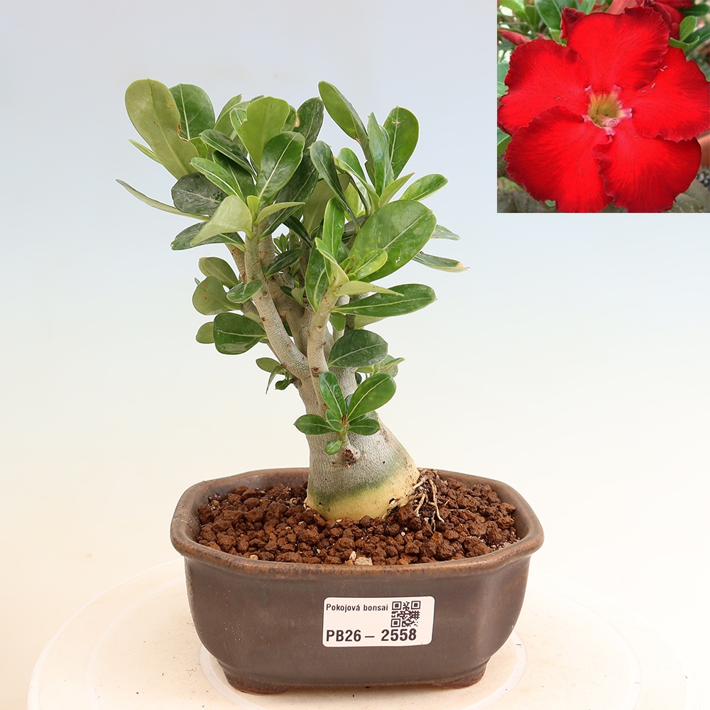 Bonsai da interno - Adenium obesum Red Star - Rosa del deserto