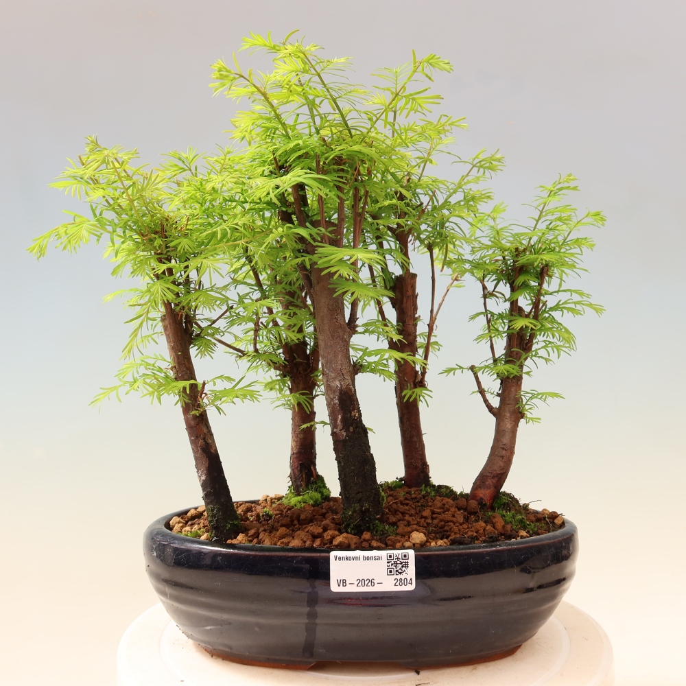 Bonsai da esterno - Metasequoia glyptostroboides - Metasequoia cinese - boschetto