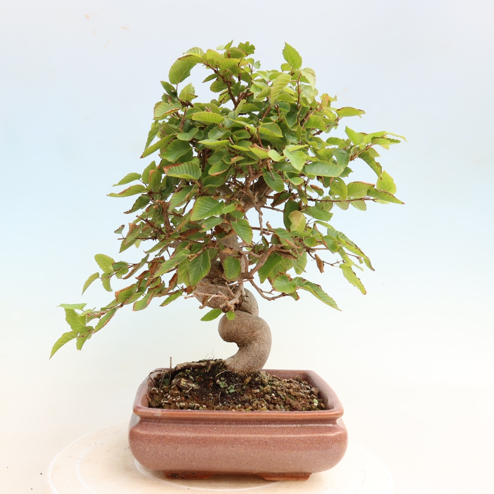 Bonsai da esterno -Carpinus CARPINOIDES - Carpino coreano