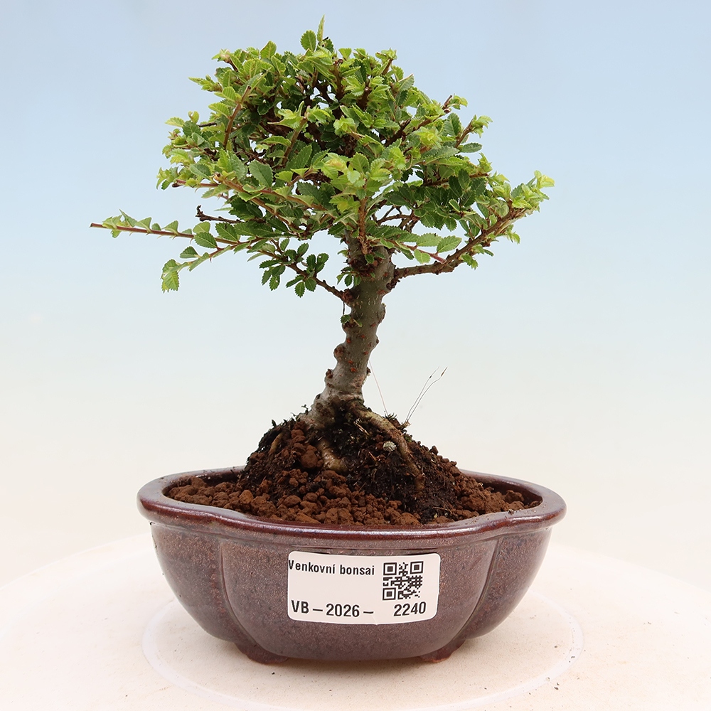 Bonsai da esterno - Ulmus parvifolia Sagei - Olmo a foglie piccole