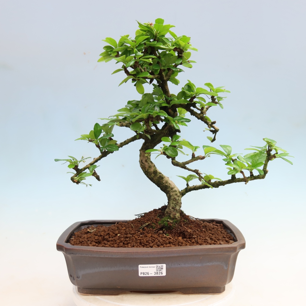 Camera bonsai - Carmona macrophylla - Tea fuki
