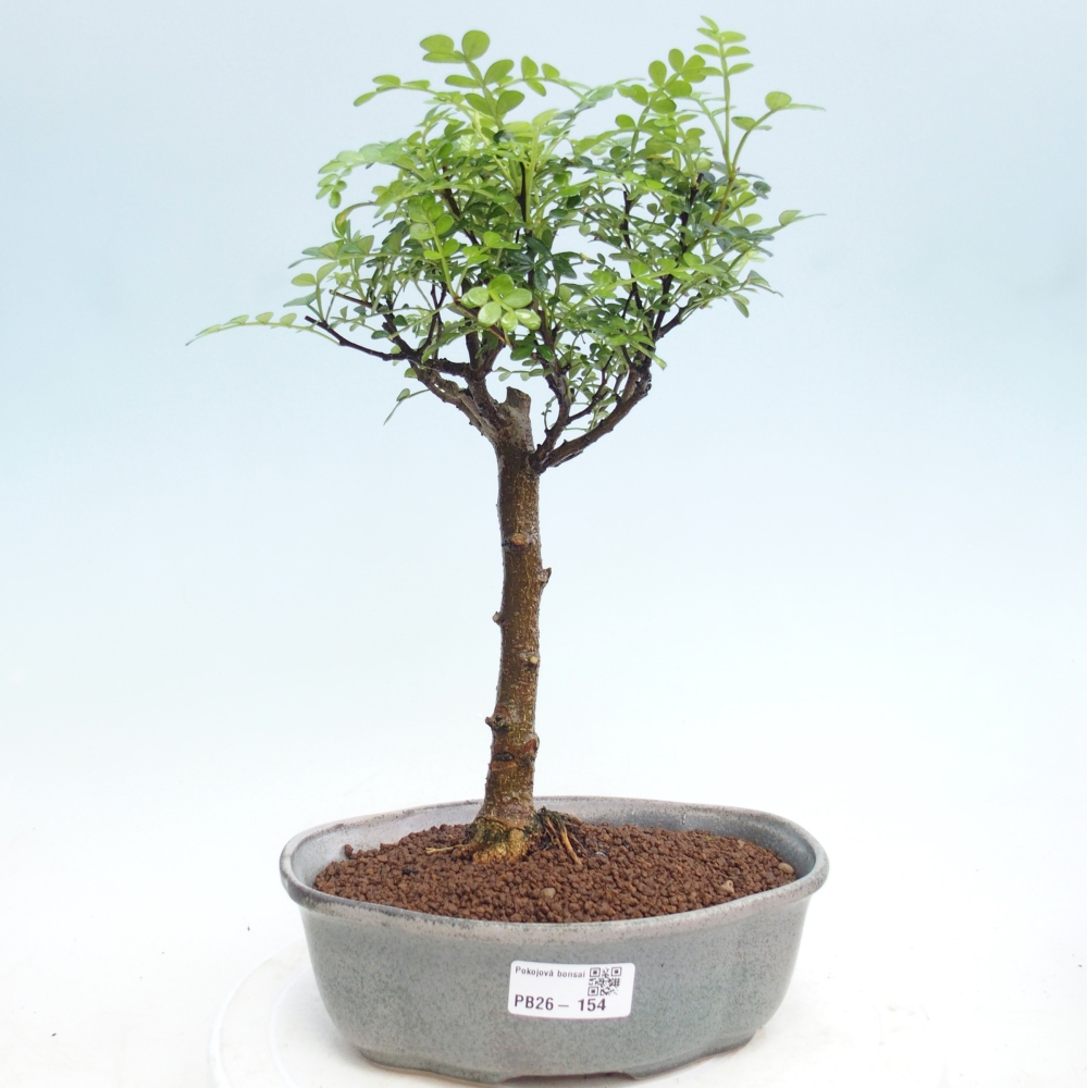 Camera bonsai - Zantoxylum piperitum - albero del pepe