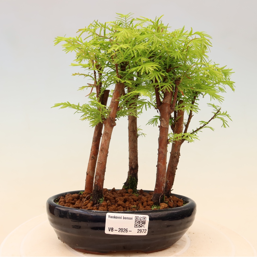 Bonsai da esterno - Metasequoia glyptostroboides - Metasequoia cinese - boschetto