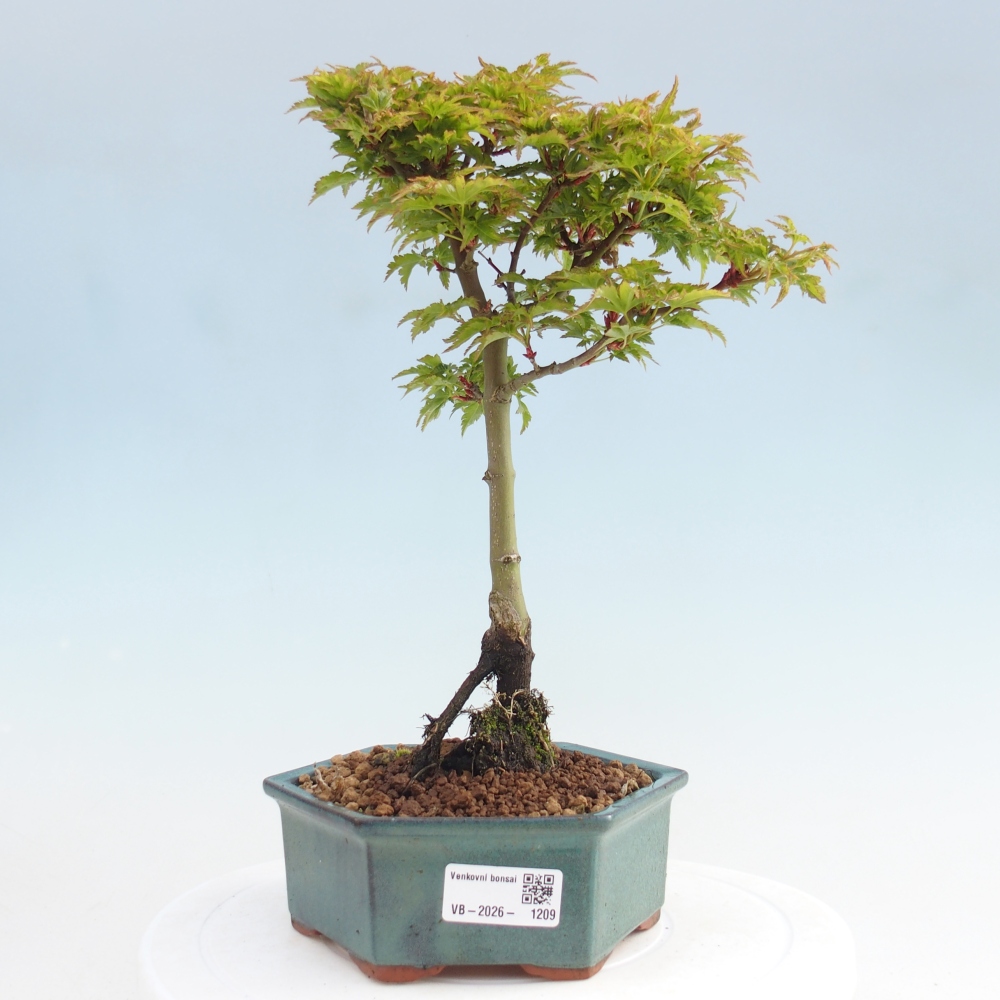 Bonsai da esterno -Palma di Giava Acer palmatum Shishigashira