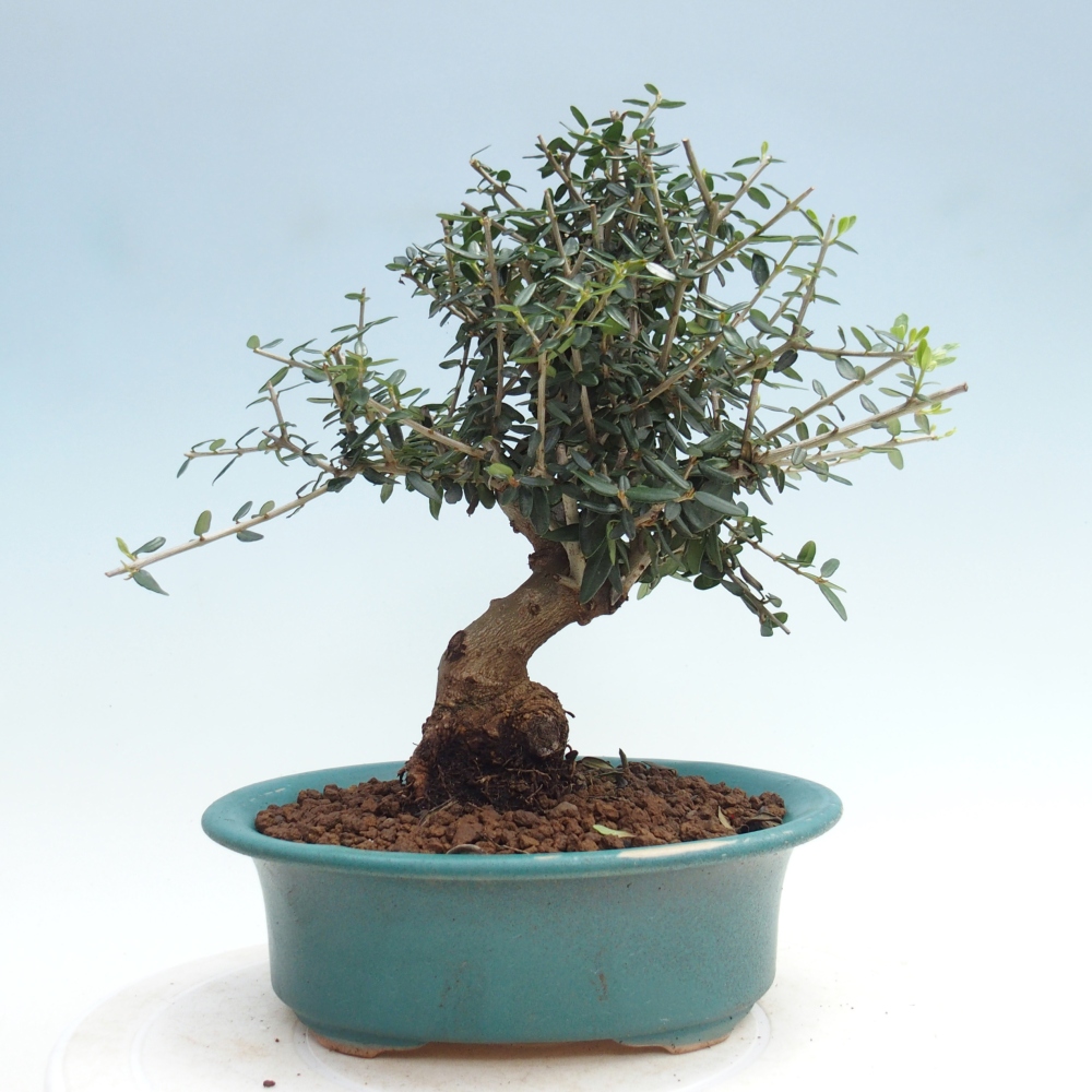 Bonsai da interno - Olea europaea sylvestris
