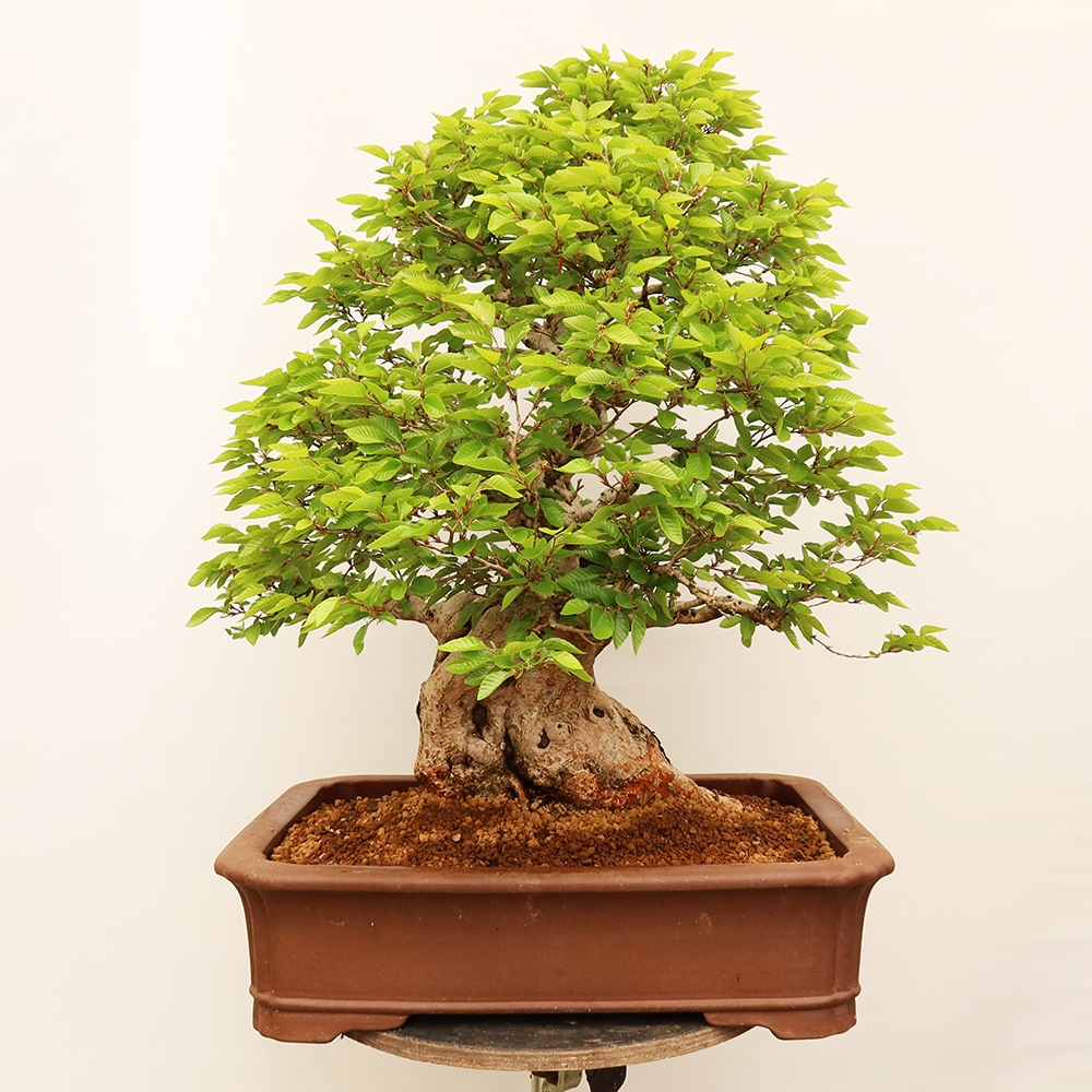 Bonsai da esterno -Carpinus Coreana - Carpino coreano