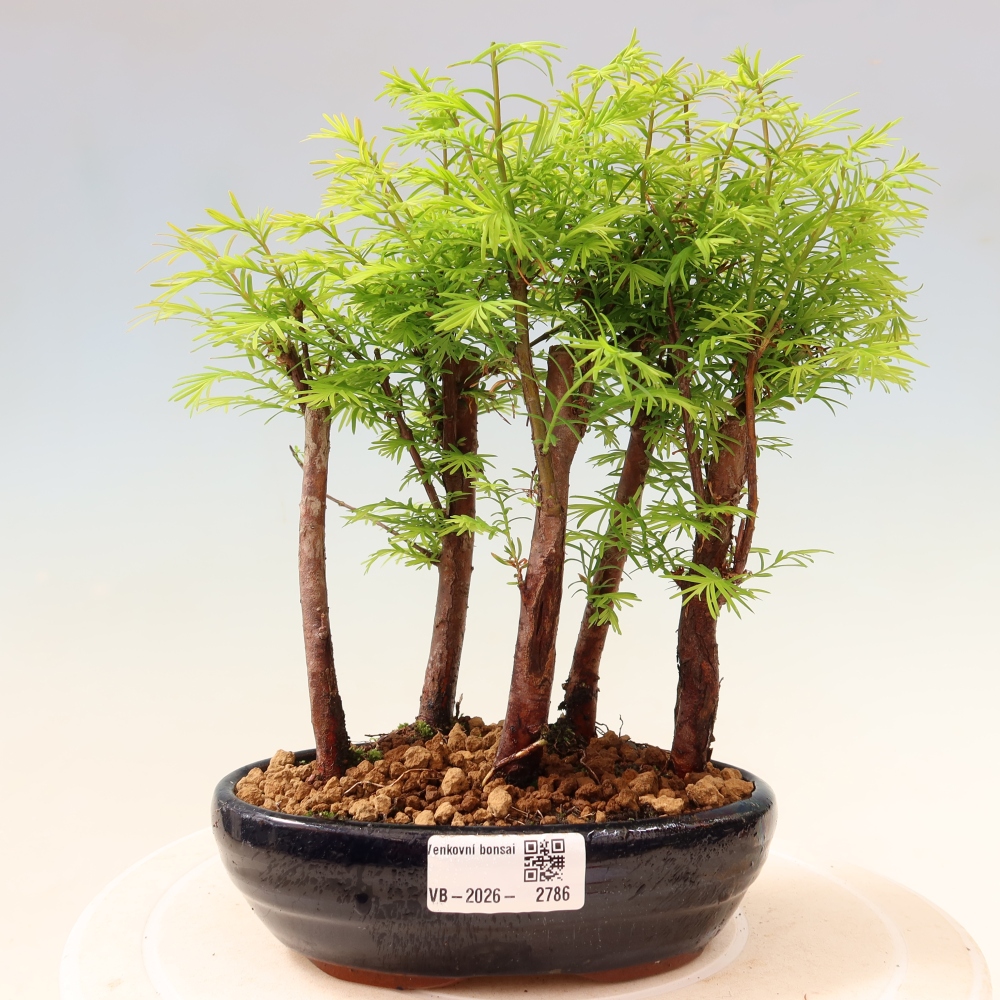 Bonsai da esterno - Metasequoia glyptostroboides - Metasequoia cinese - boschetto