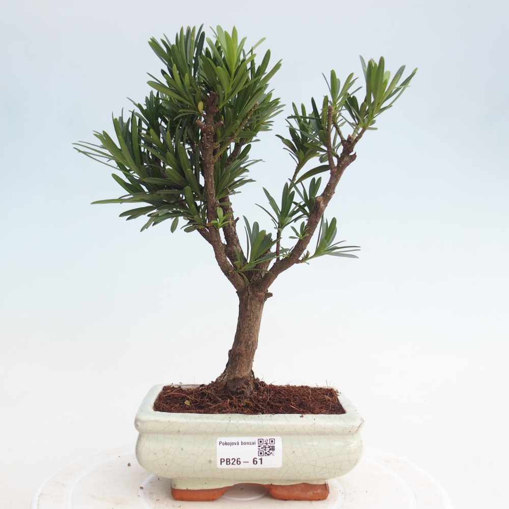Camera bonsai - Podocarpus - Tasso delle pietre