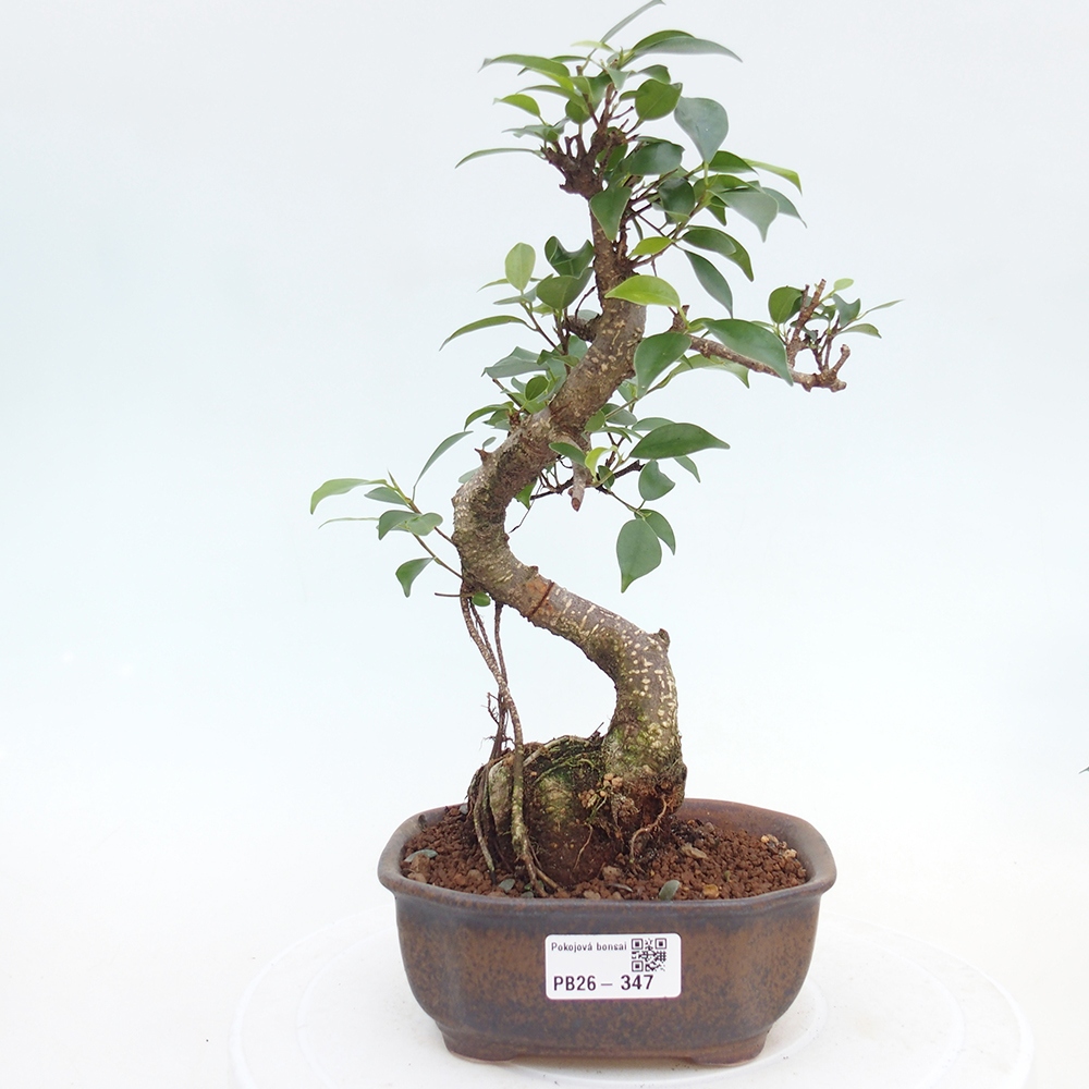 Camera bonsai - Ficus retusa - ficus a foglie piccole