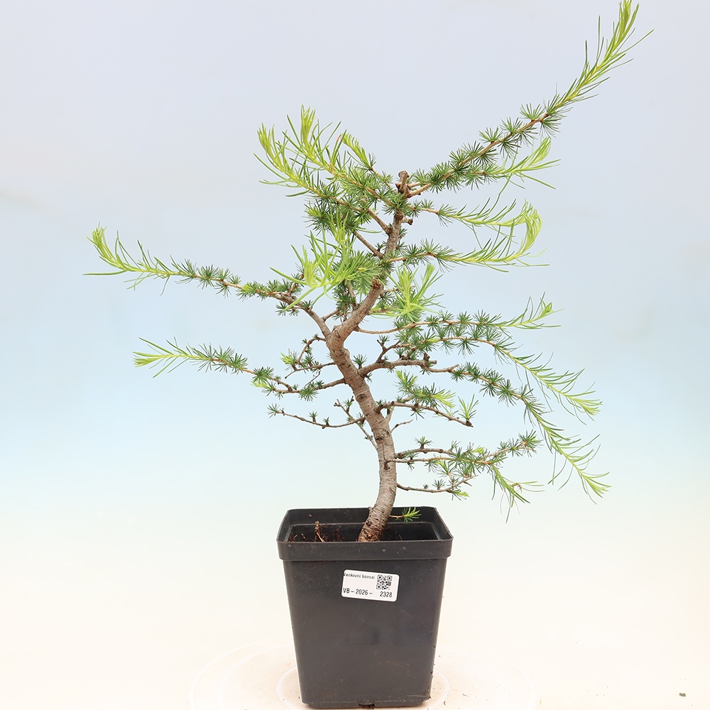 Bonsai da esterno -Larix decidua - Larice
