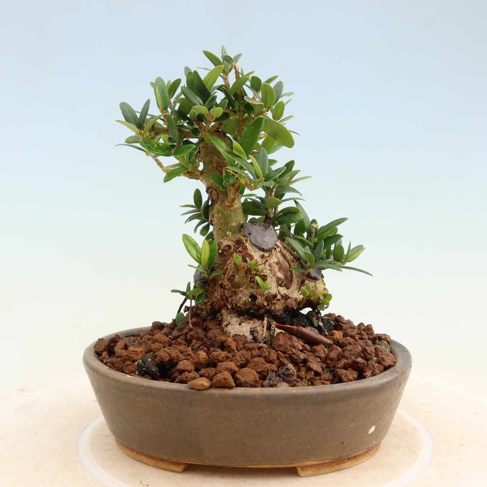 Bonsai da interno - Olea europaea sylvestris