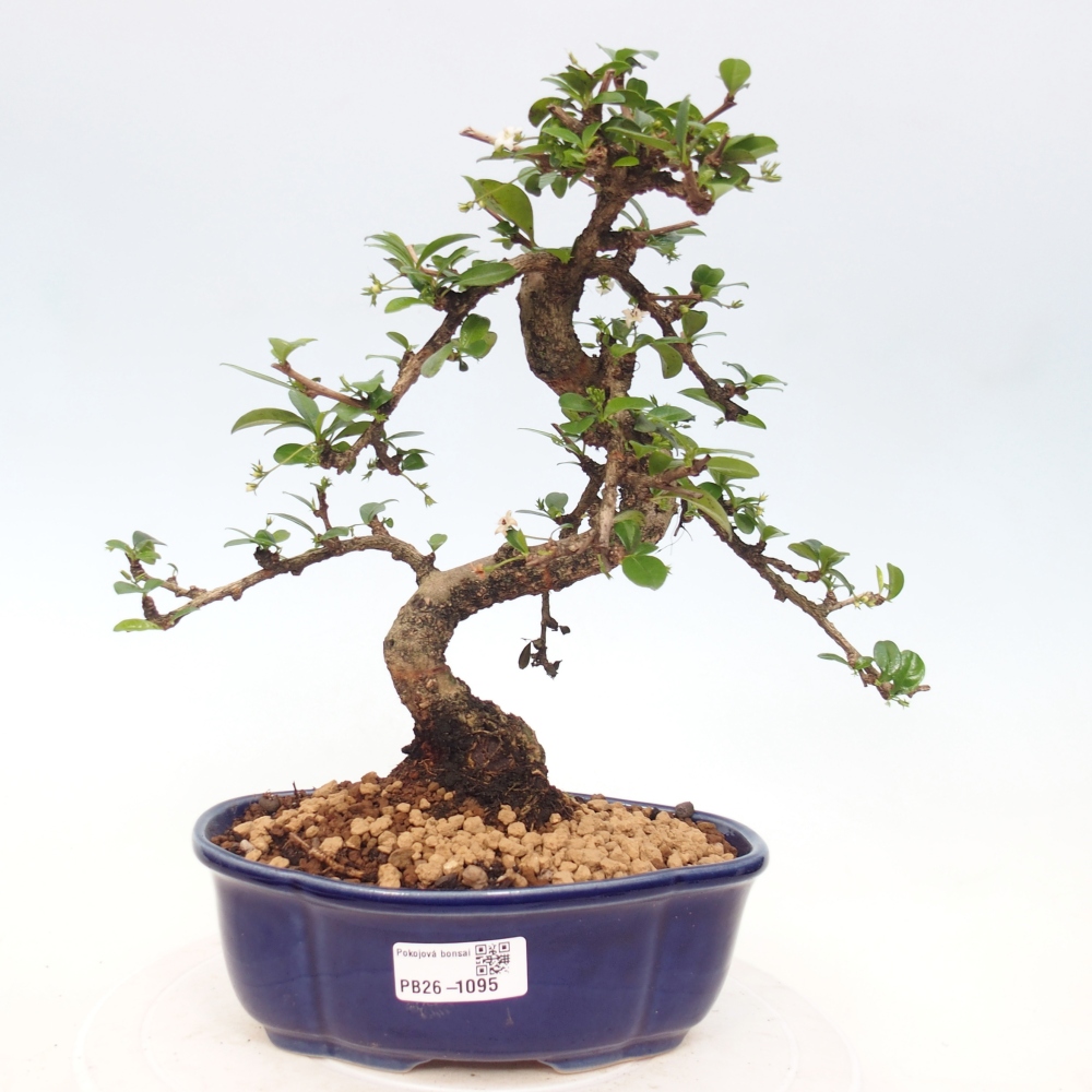 Camera bonsai - Carmona macrophylla - Tea fuki