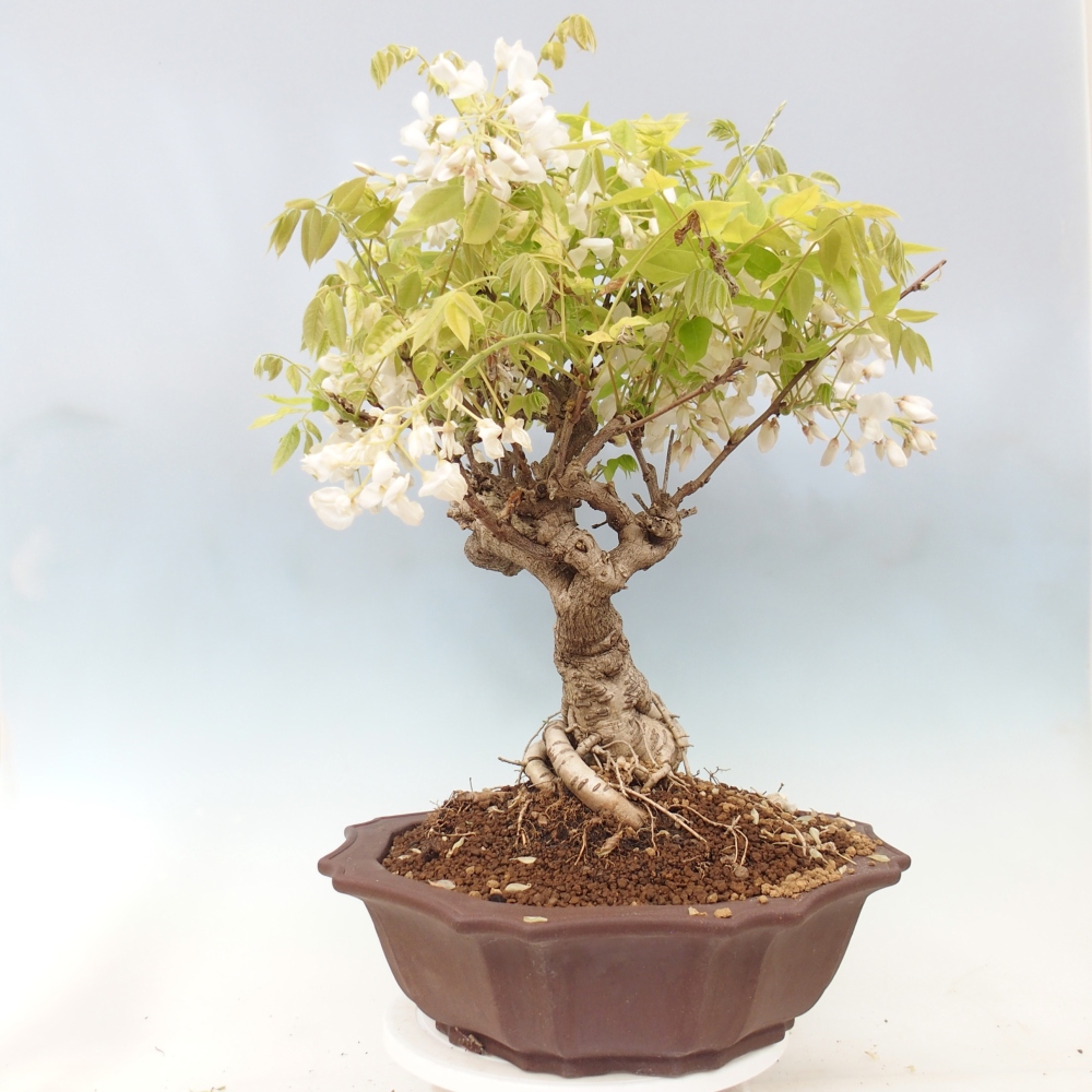 Bonsai da esterno - Vistaria - Glicine