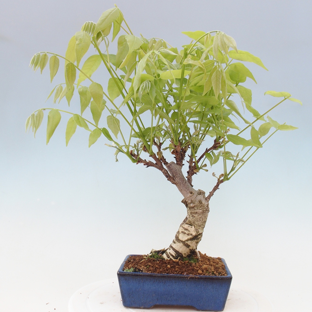 Bonsai da esterno - Glicine floribunda