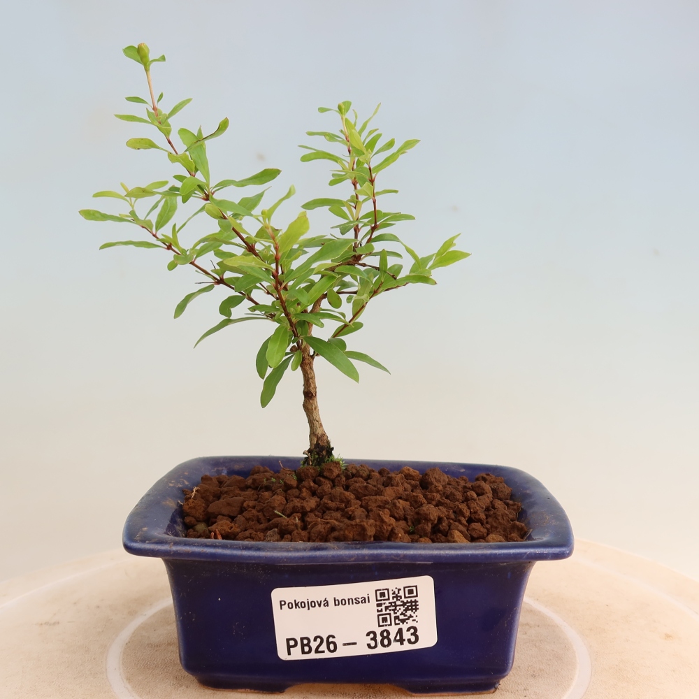 Camera bonsai-PUNICA granatum nana-Mela granata