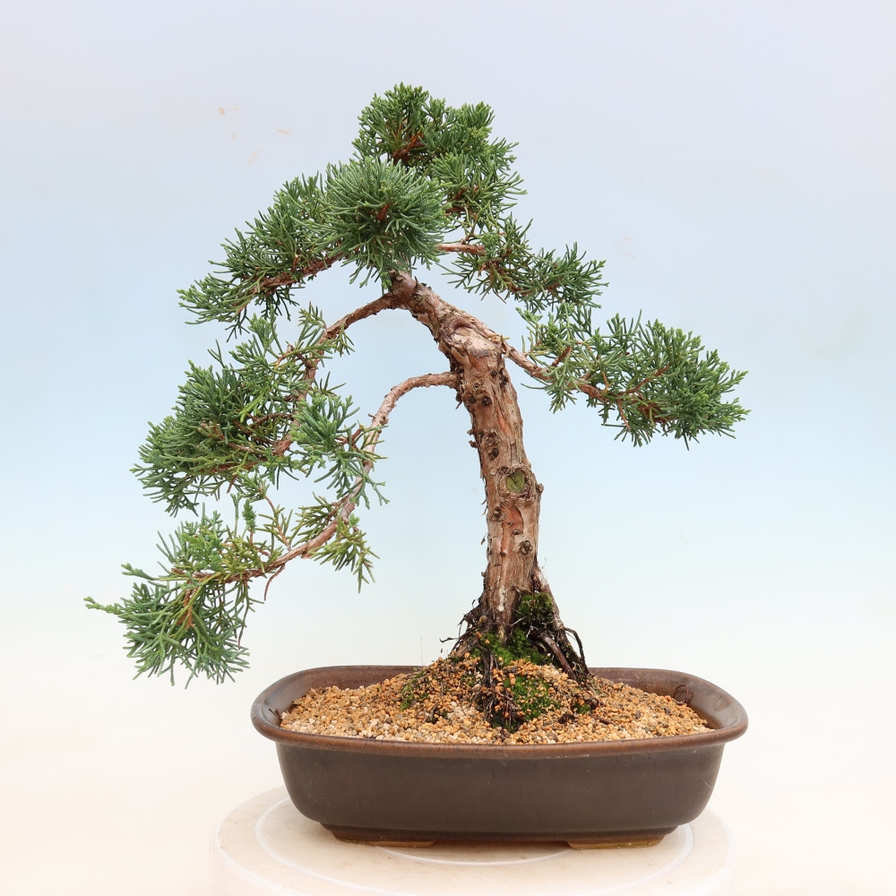 Bonsai da esterno - Juniperus chinensis Kishu