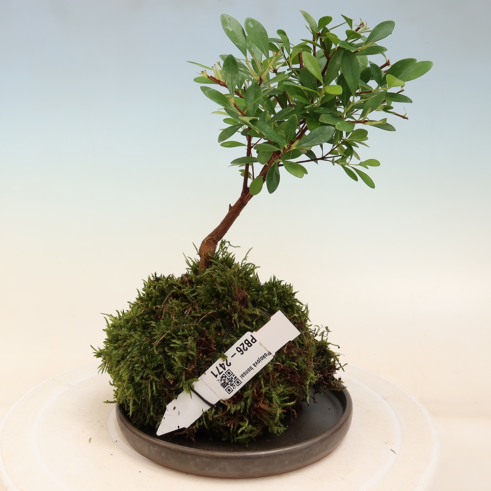 Kokedama con sottovaso - Syzygium - Albero del pimento