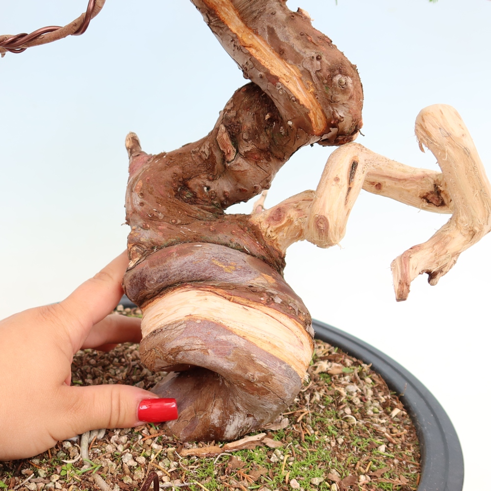 Bonsai da esterno - Juniperus chinensis Itoigawa-Juniperus chinensis