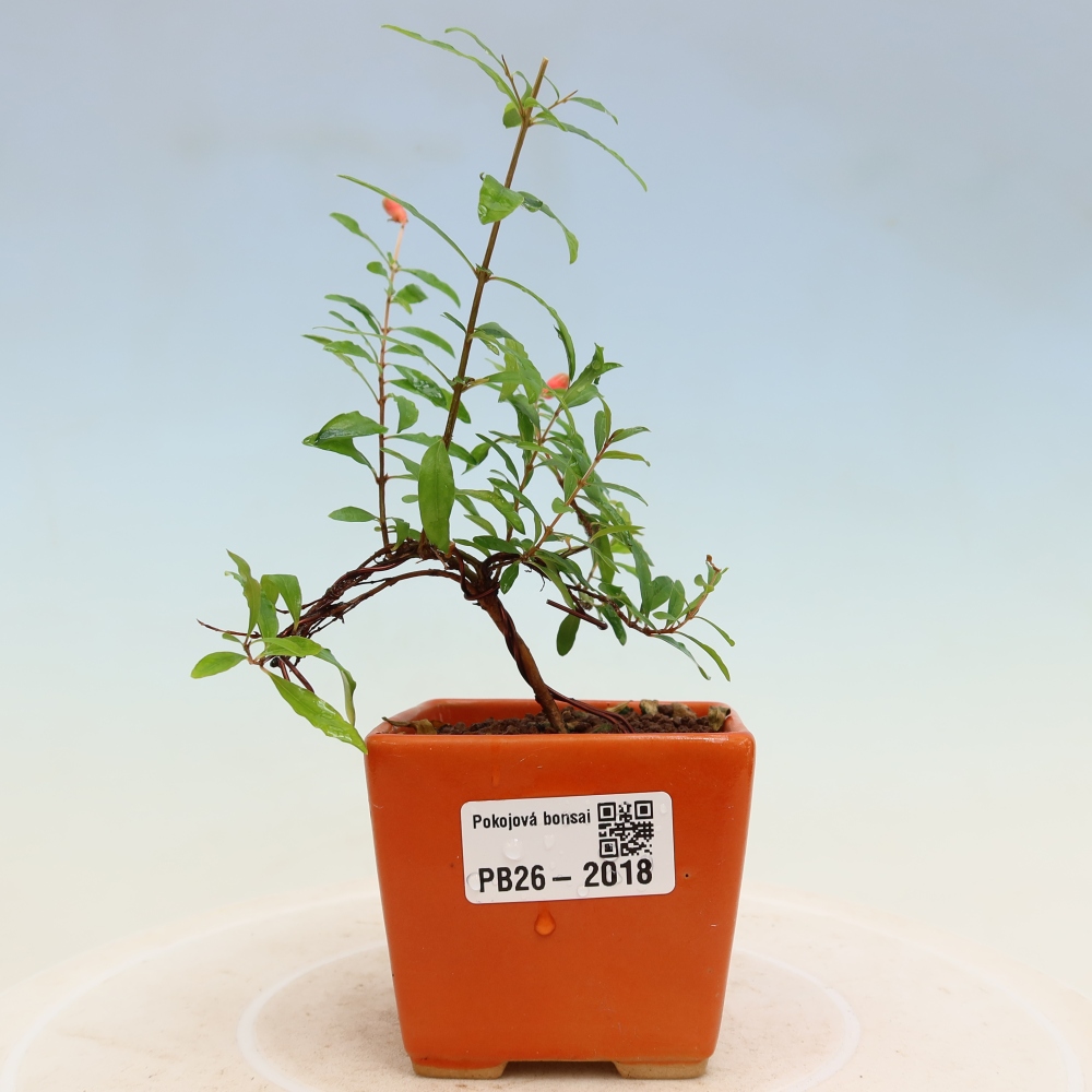 Camera bonsai-PUNICA granatum nana-Mela granata
