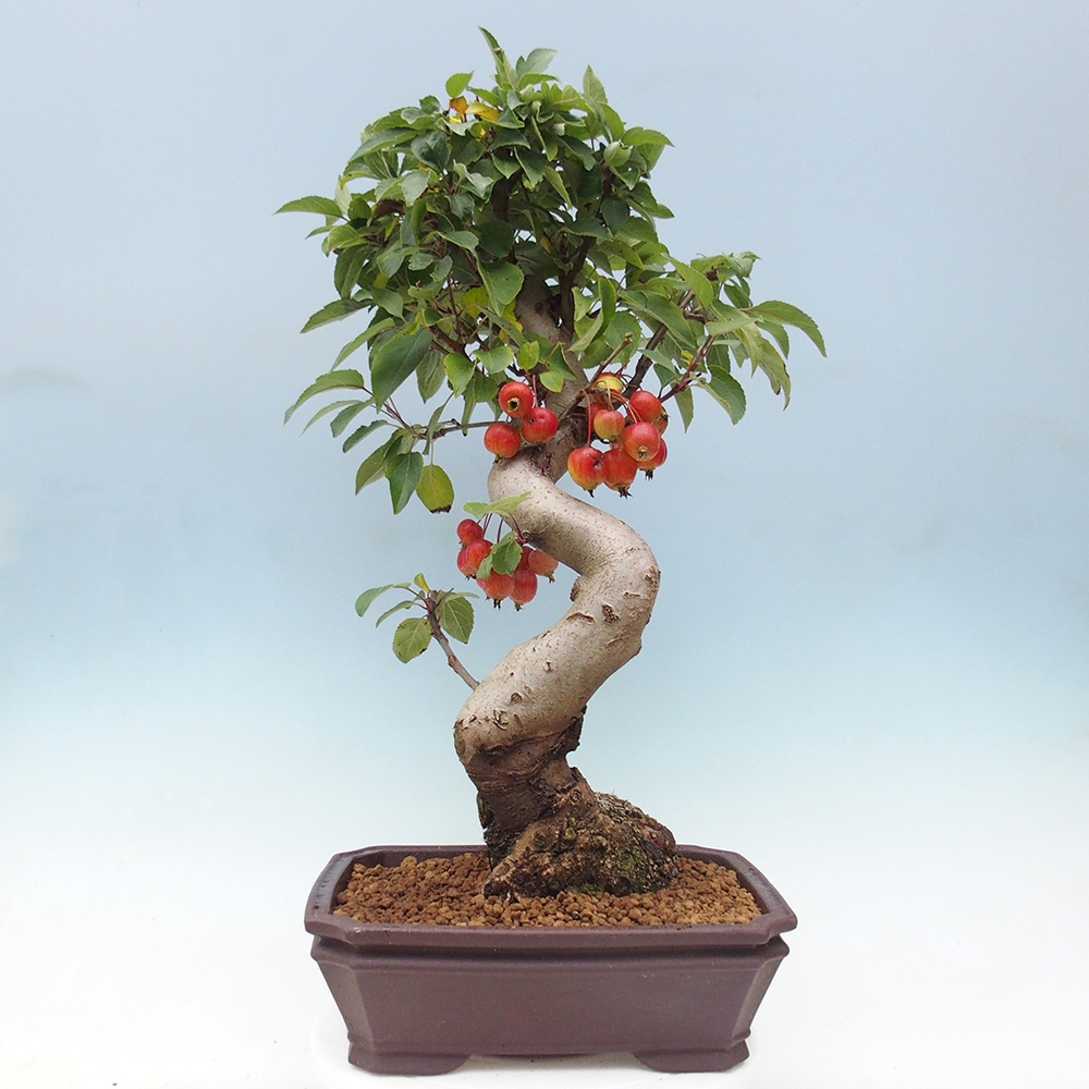 Bonsai da esterno -Malus halliana - Melo a frutto piccolo