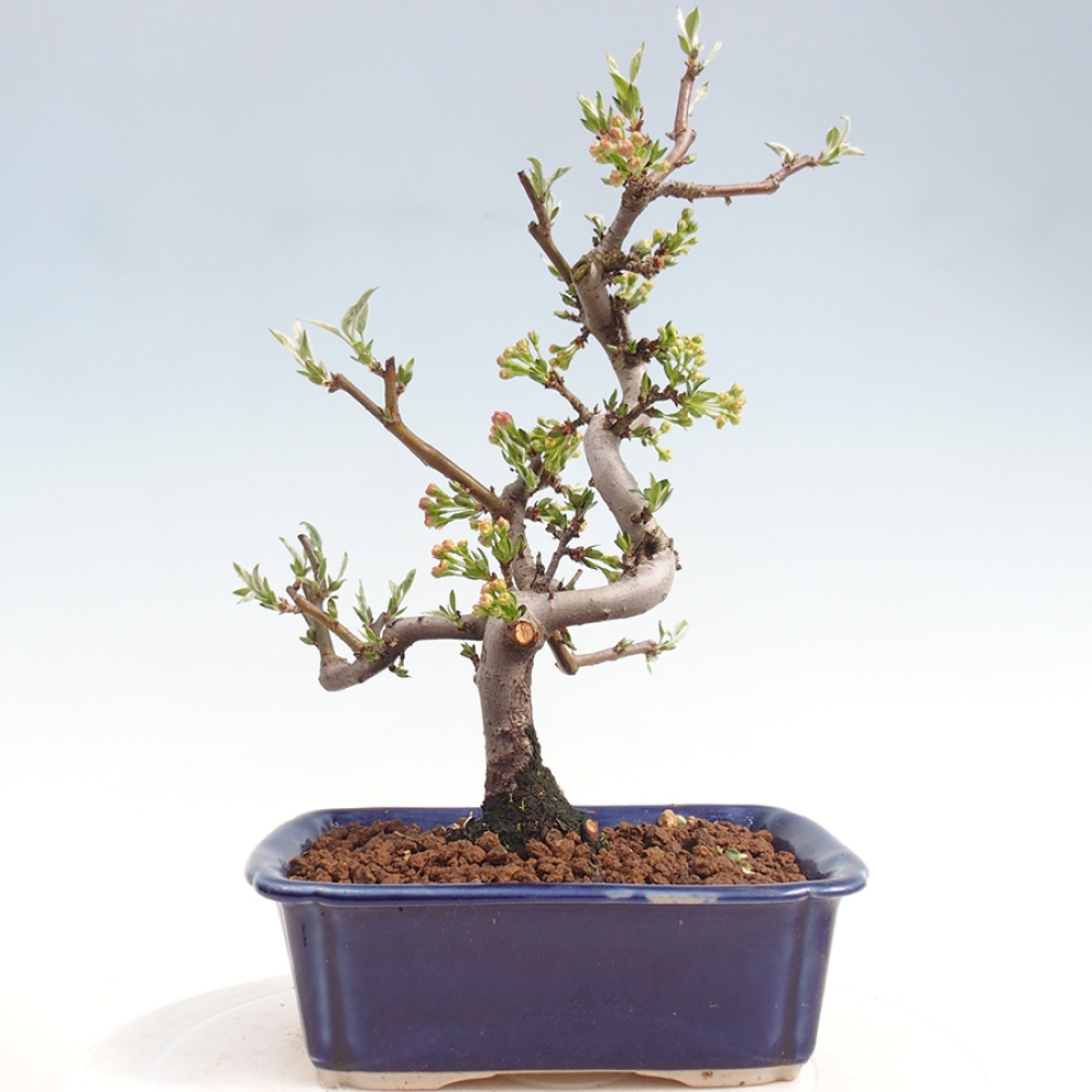 Bonsai da esterno - Malus sargentii - Melo a frutto piccolo