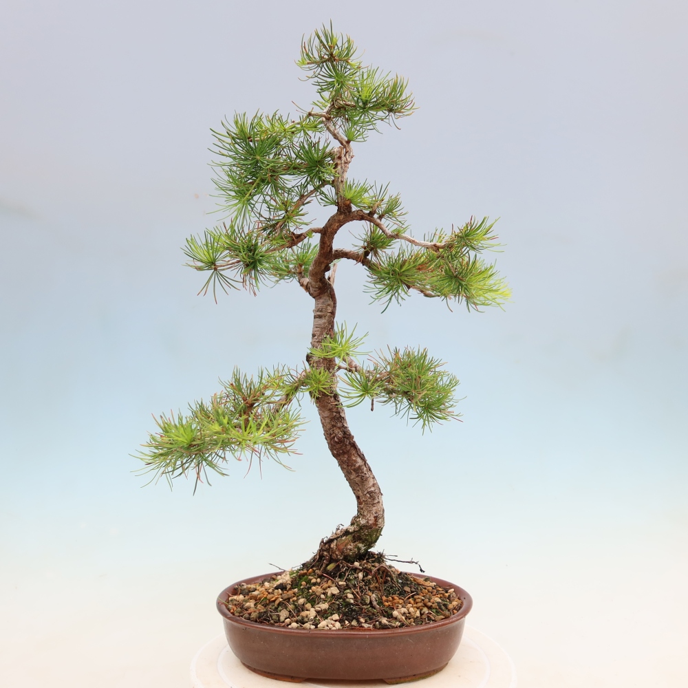 Bonsai da esterno -Larix decidua - Larice