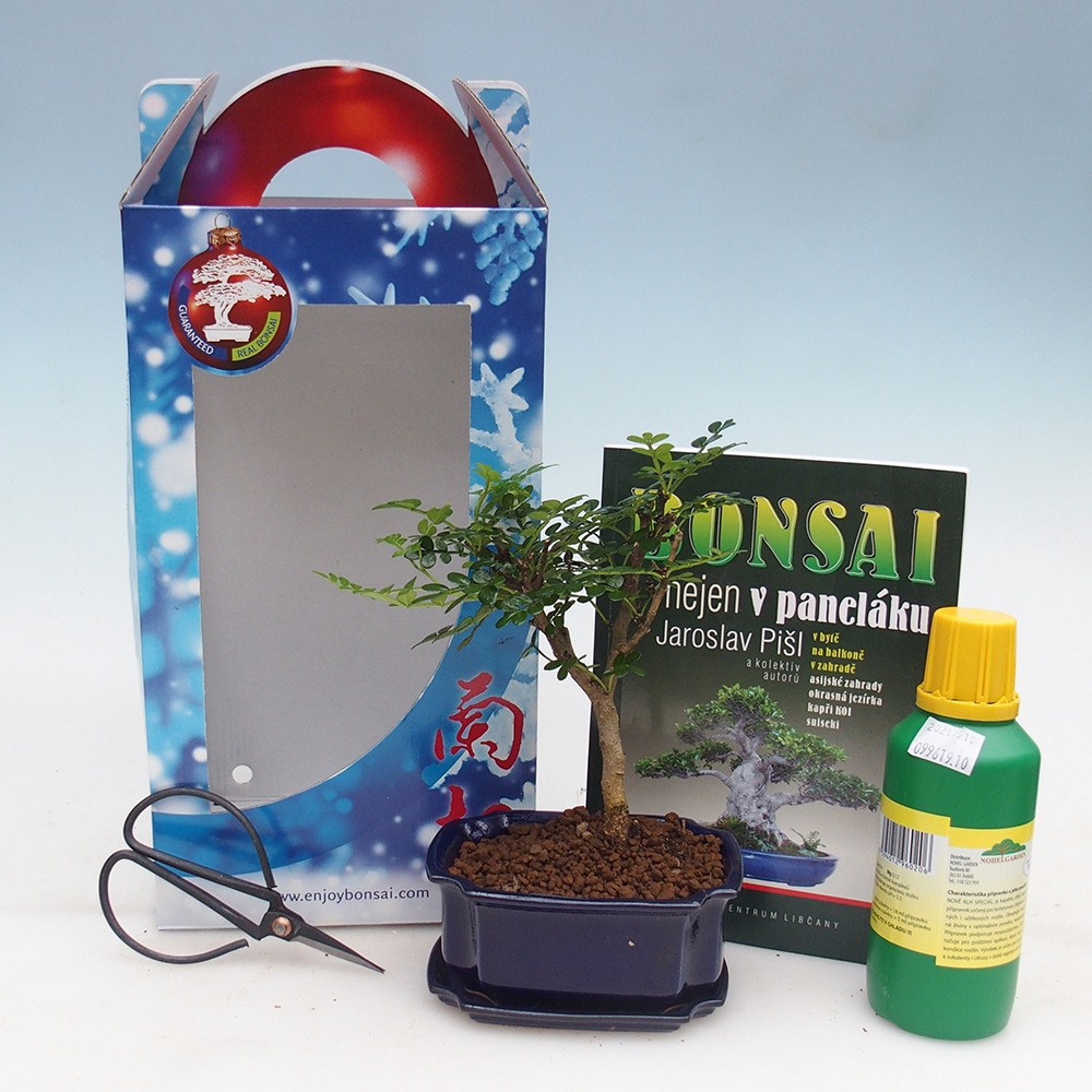 Bonsai da camera in confezione regalo Zantoxylum piperitum - Albero del pepe