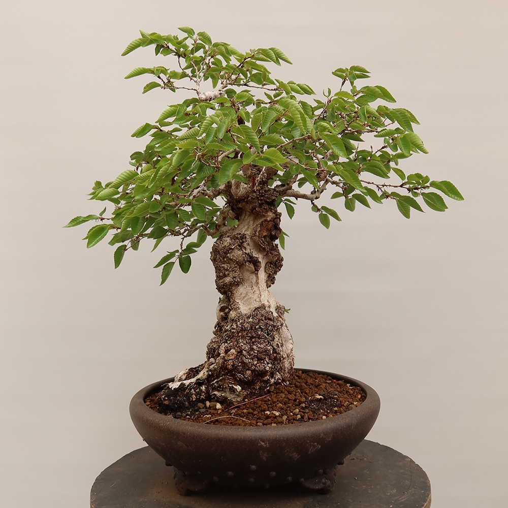 Bonsai da esterno -Carpinus Coreana - Carpino coreano
