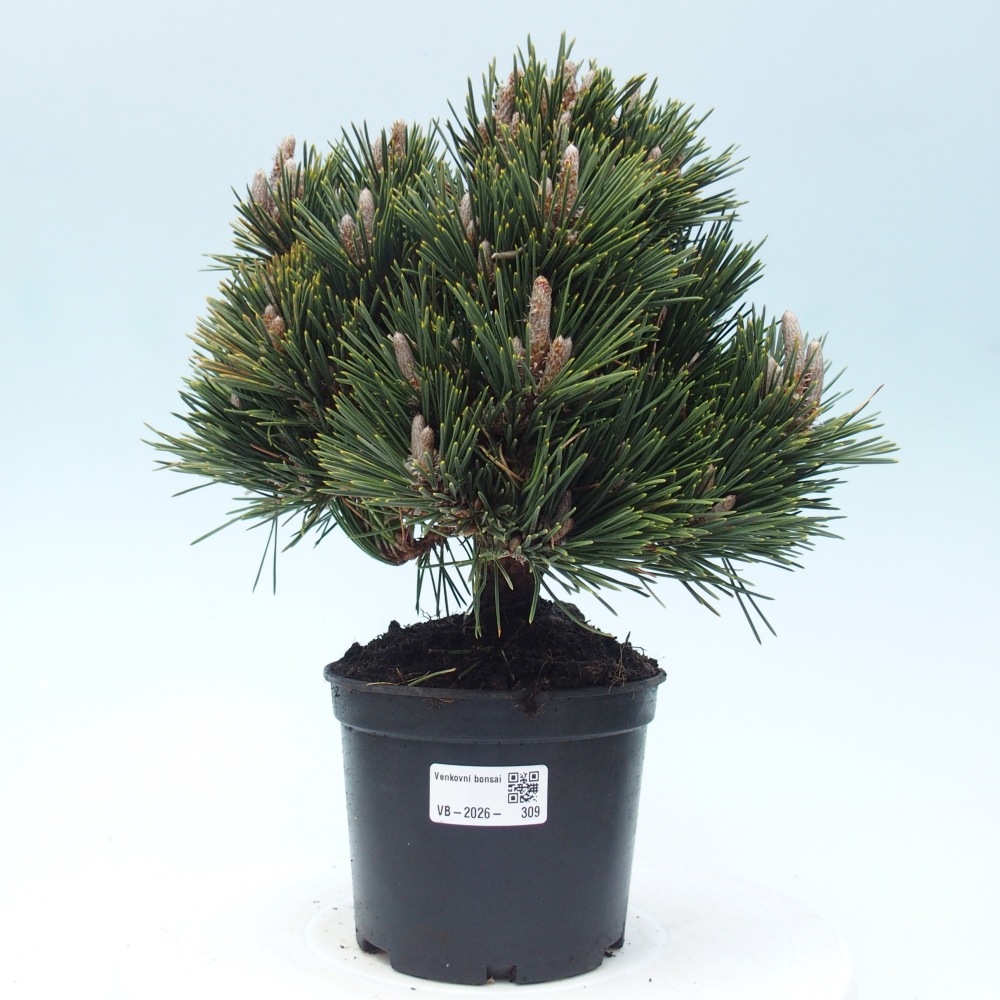 Bonsai da esterno - Pinus thunbergii senjyumaru - Pino di Thunberg