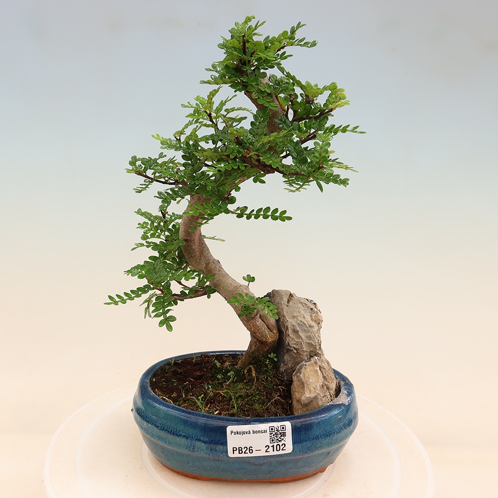 Camera bonsai - Zantoxylum piperitum - albero del pepe