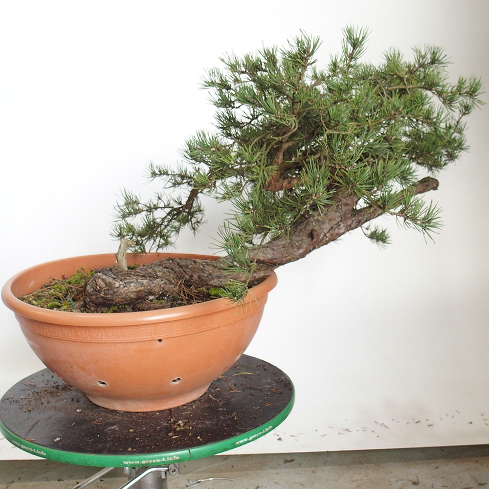 Yamadori - Pinus sylvestris Spagna