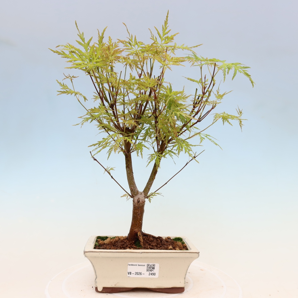 Bonsai da esterno - Acer palmatum Dissectum
