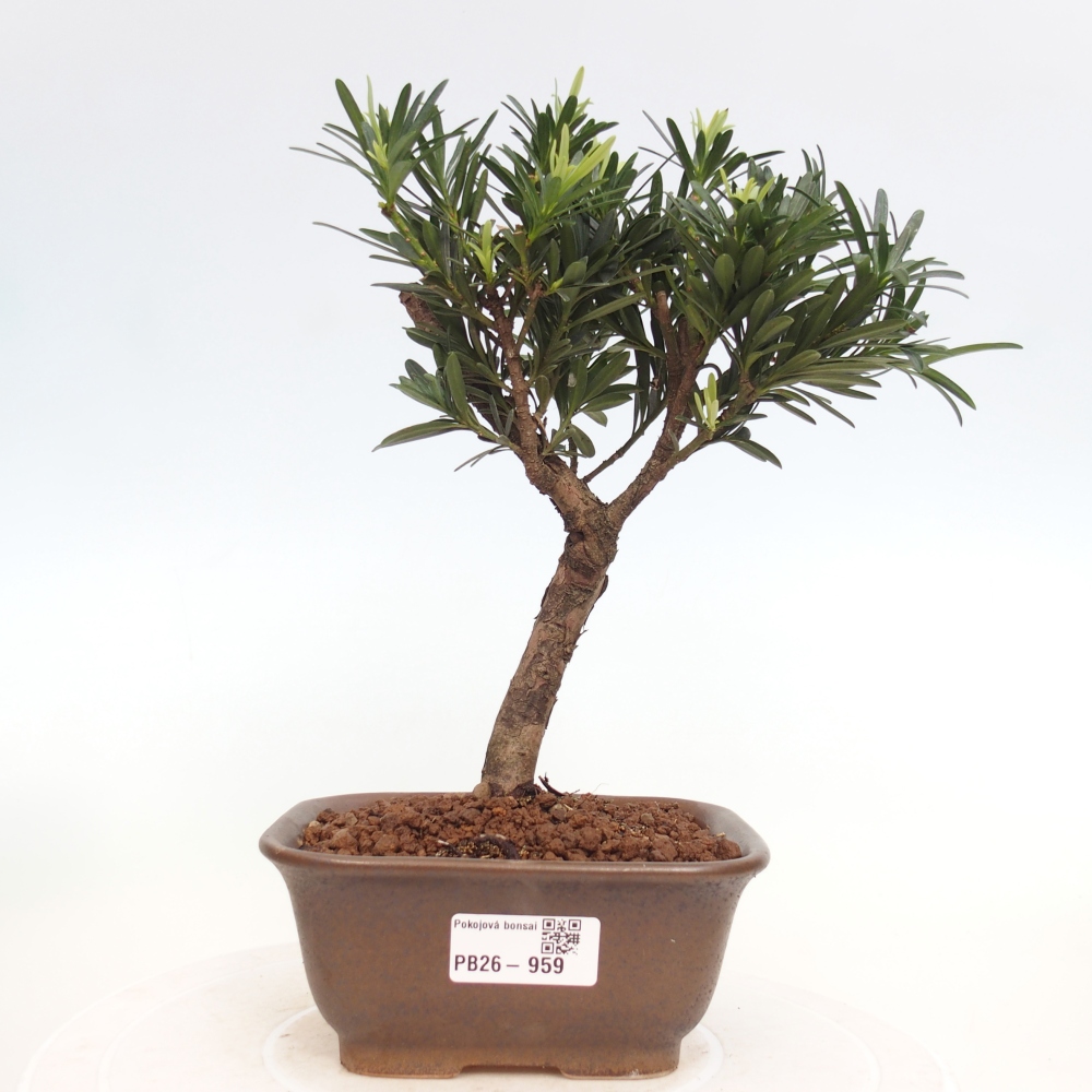 Camera bonsai - Podocarpus - Tasso delle pietre