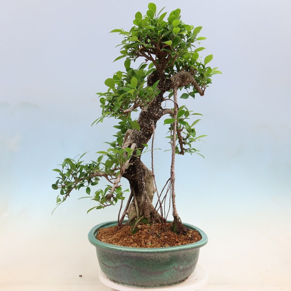 Camera bonsai - Ficus kimmen - ficus a foglie piccole