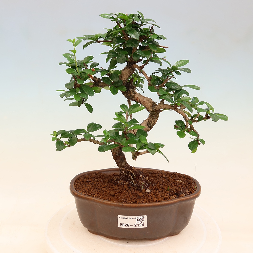 Camera bonsai - Carmona macrophylla - Tea fuki