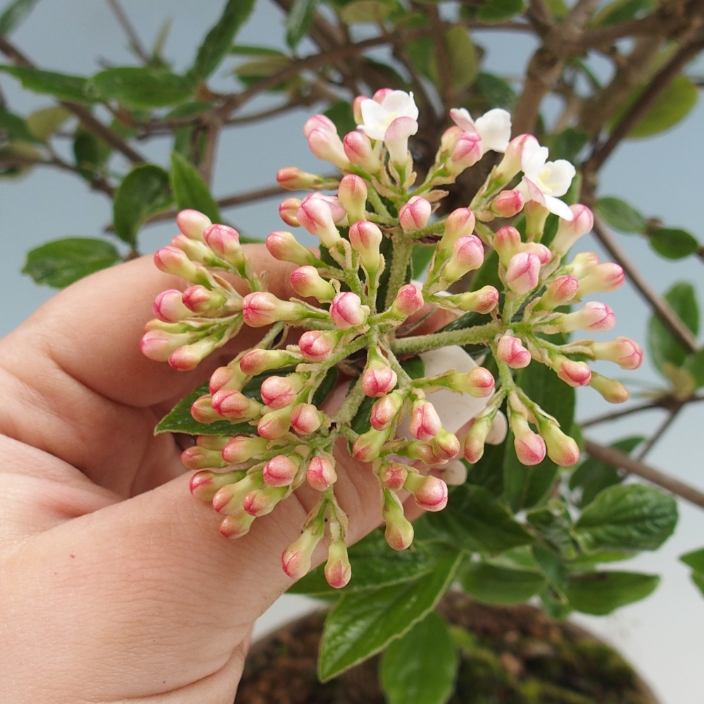 Bonsai da esterno-Kalina Bodnanská - Viburum carlesii hemsi - solo ritiro personale o trasporto su pallet