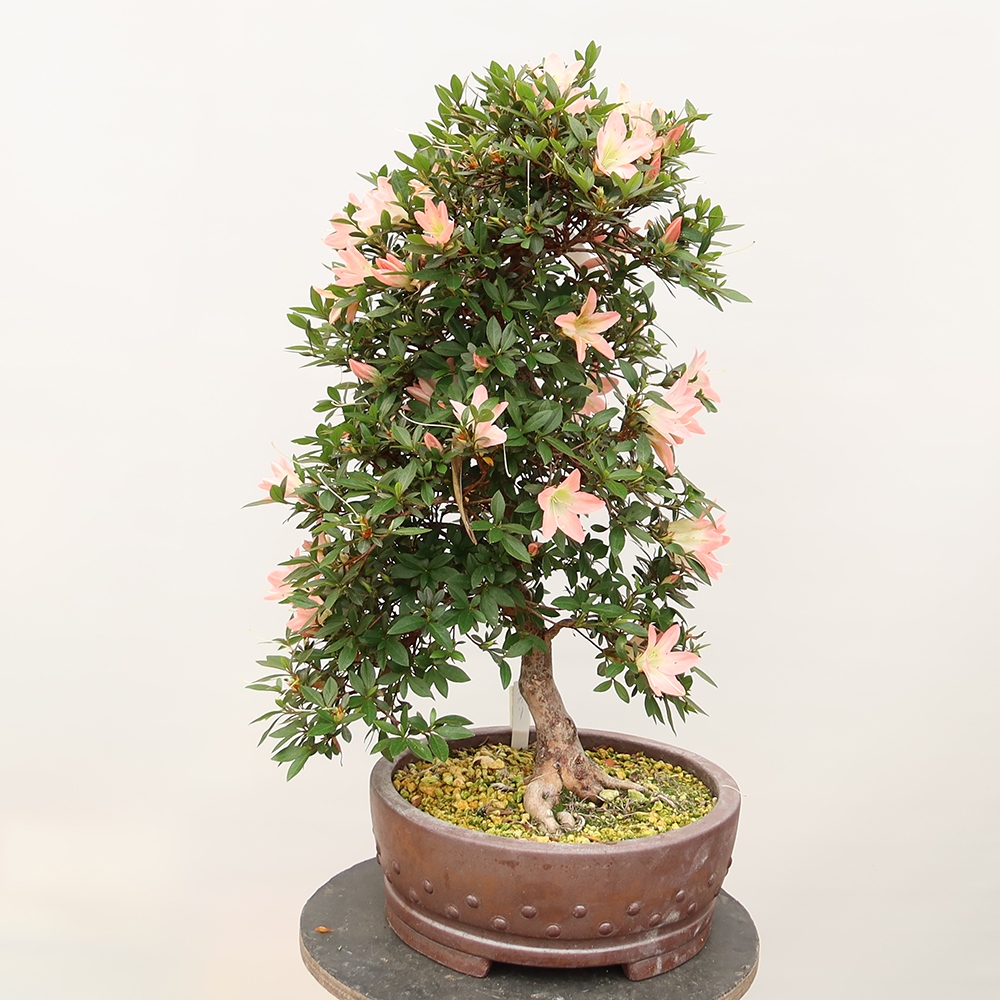 Bonsai da esterno - Azalea giapponese - Azalea CHIHIRO