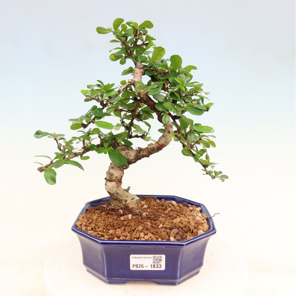 Camera bonsai - Carmona macrophylla - Tea fuki