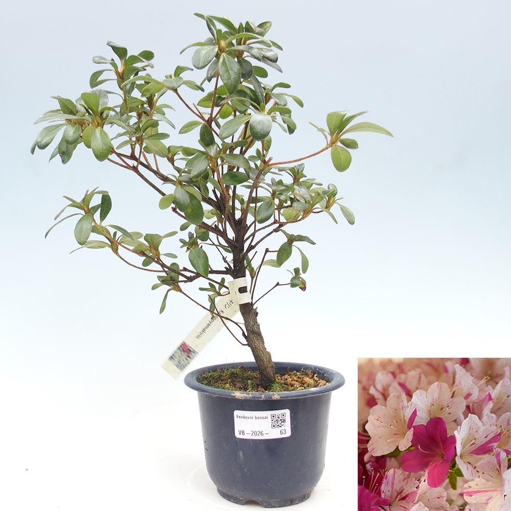 Bonsai da esterno - Azalea giapponese - Azalea Kaminoyamakirin