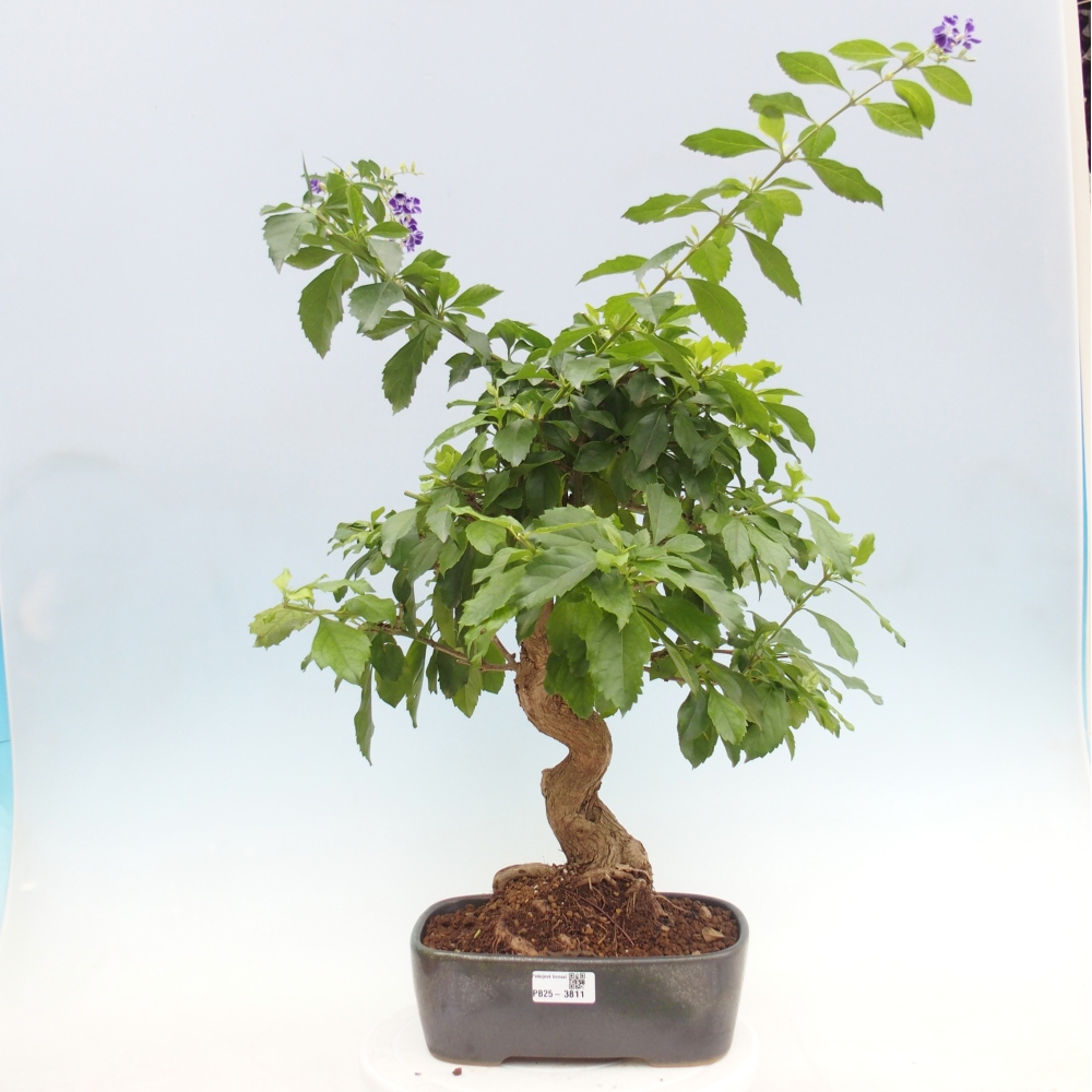 Camera bonsai - Duranta repens -Duranta