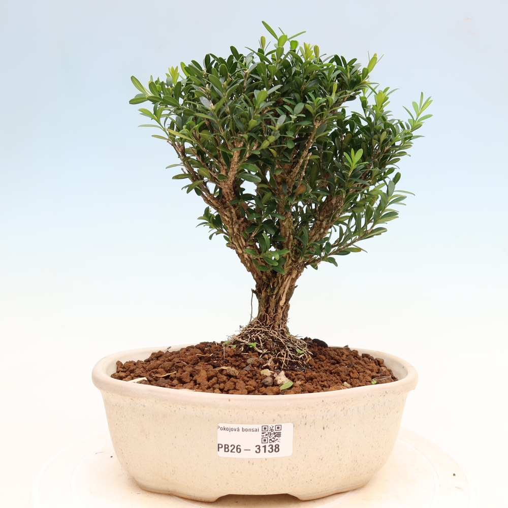 Camera bonsai - Buxus harlandii - buxus da sughero