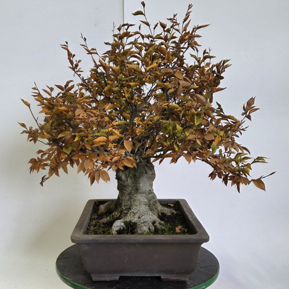 Bonsai da esterno - Fagus crenata