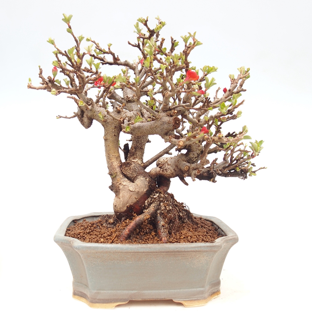Bonsai da esterno - Chaneomeles speciosa - Cotogno