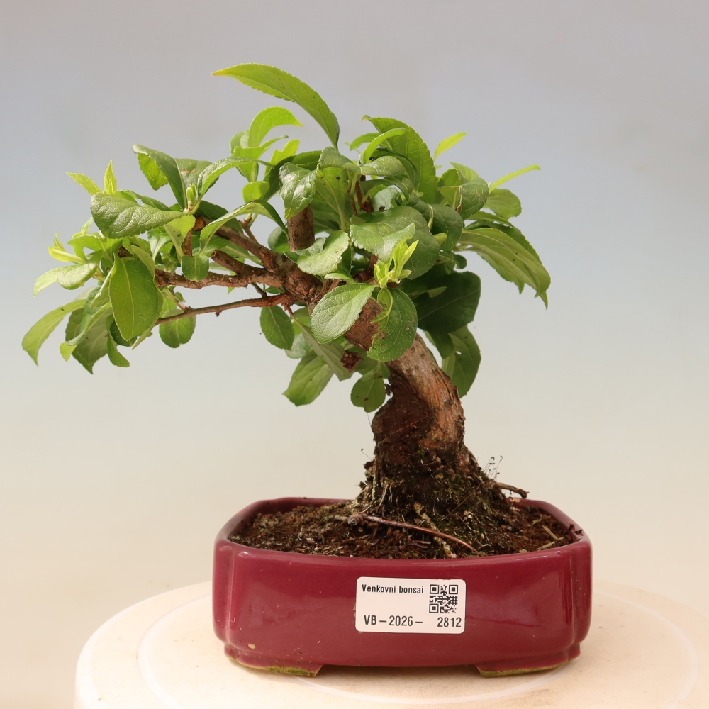 Bonsai da esterno - Celastrus orbiculatus