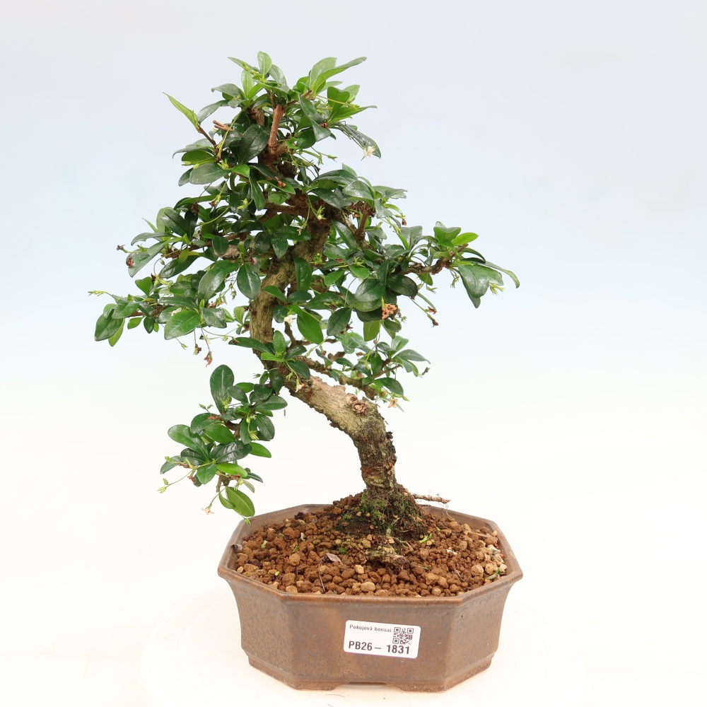 Camera bonsai - Carmona macrophylla - Tea fuki