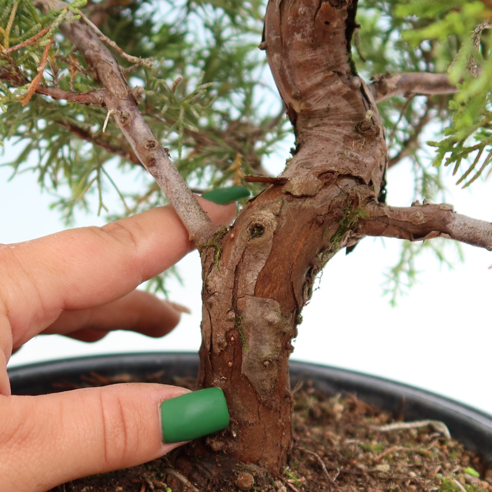 Bonsai da esterno - Juniperus chinensis Itoigawa-Juniperus chinensis