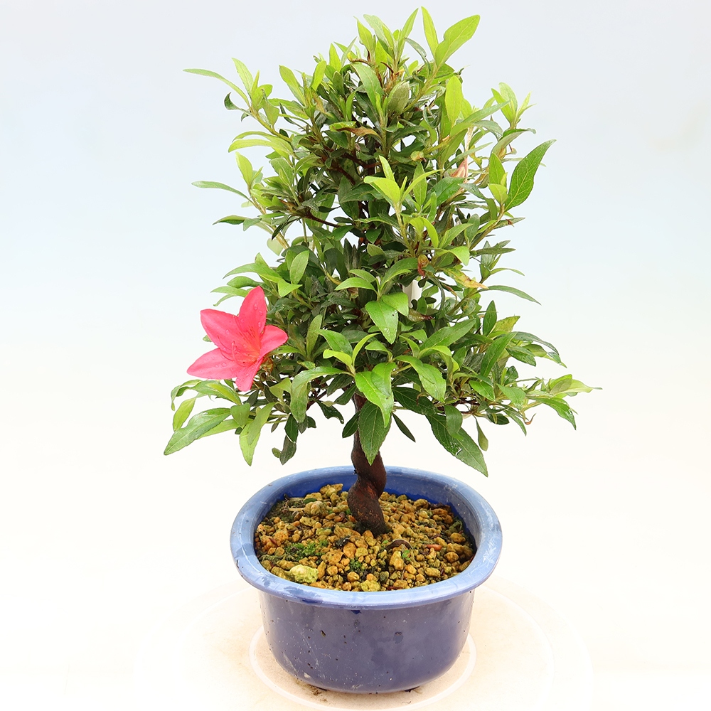 Bonsai da esterno - Azalea giapponese - Azalea CHIHIRO