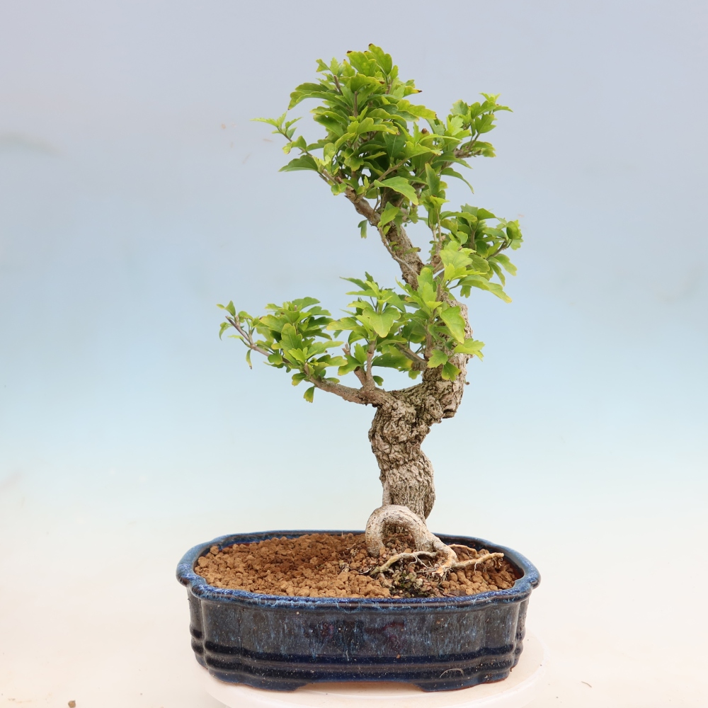 Bonsai da esterno - Hibiscus syriacus - Ibisco siriano