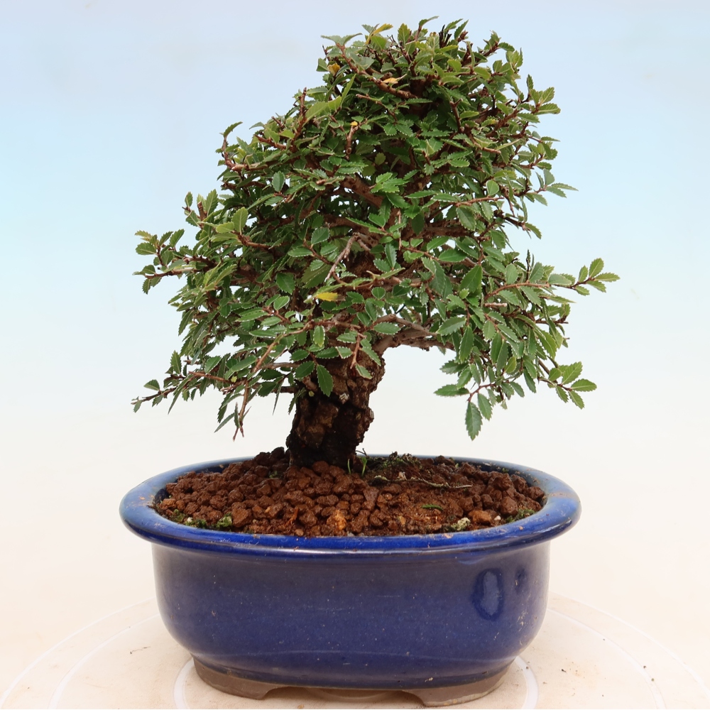 Bonsai da esterno - Zelkova - Zelkova NIRE
